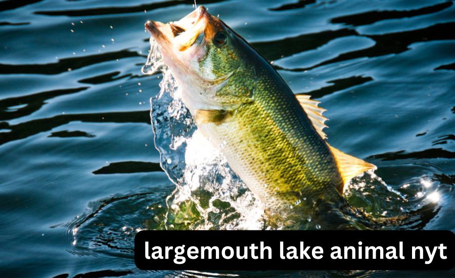 largemouth lake animal nyt