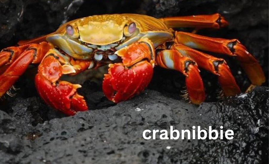 crabnibbie