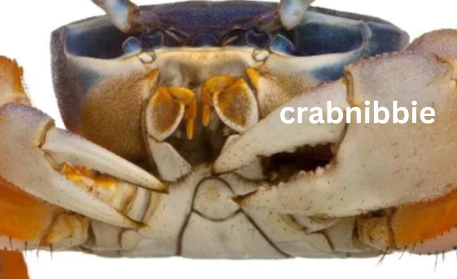 crabnibbie