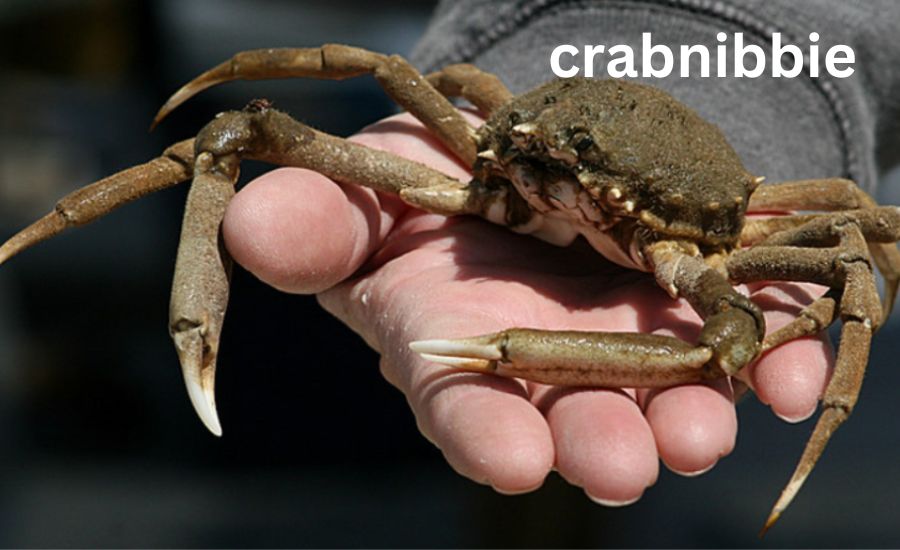 crabnibbie