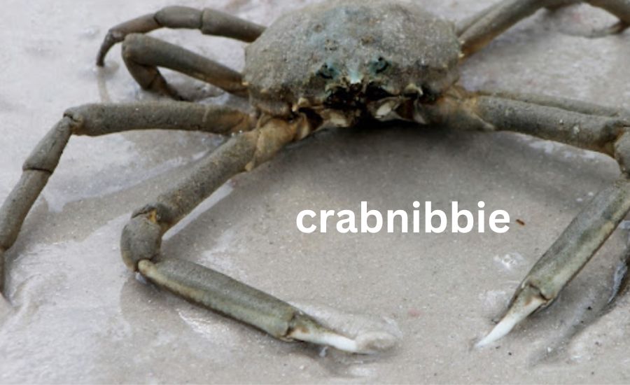 crabnibbie