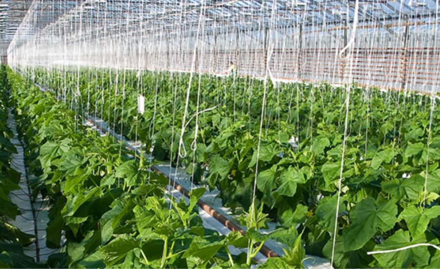 Greenhouse Production