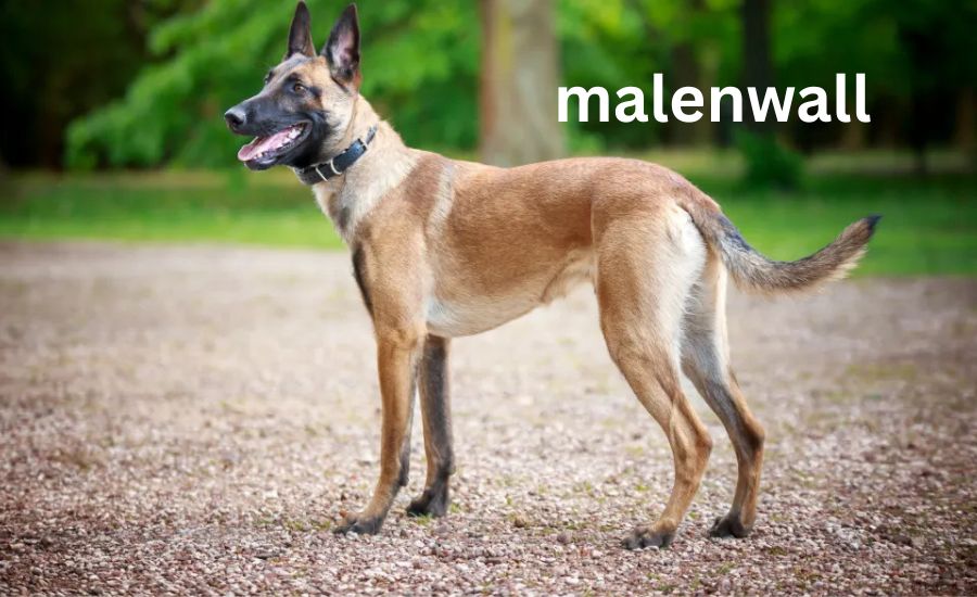 malenwall
